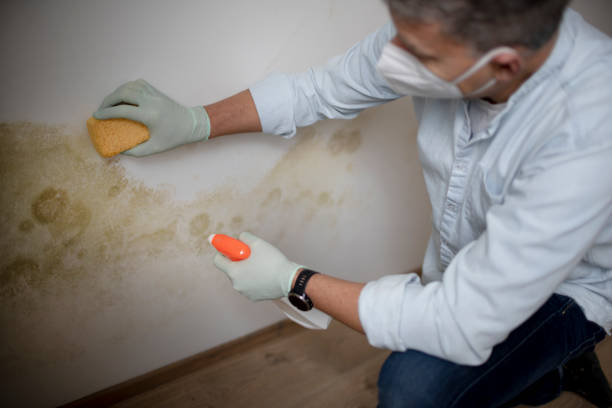 Mold Testing and Removal in Craig, CO