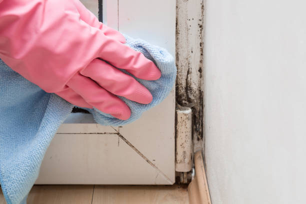 Best Mold Testing and Removal  in Craig, CO